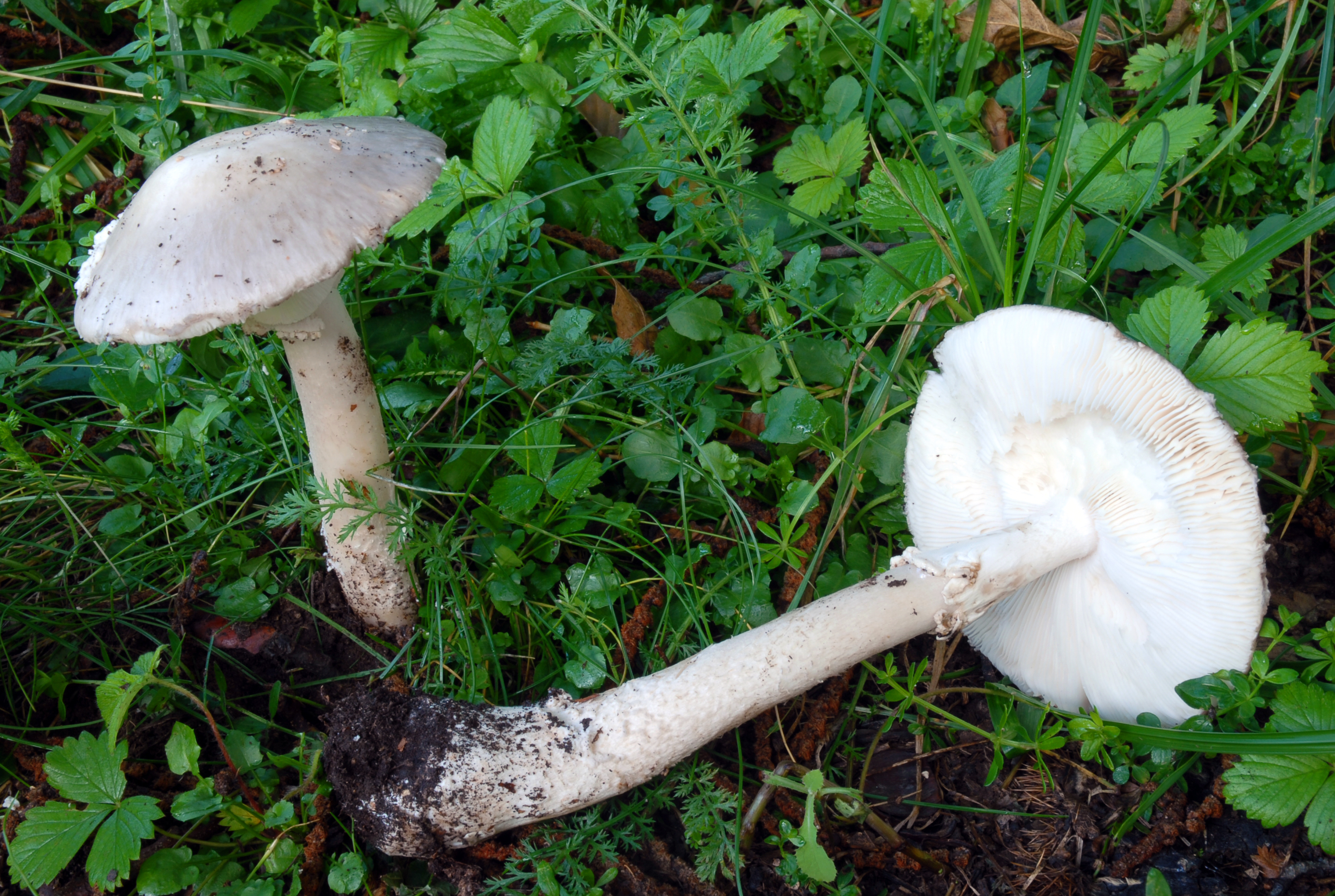 Foto Amanita excelsa